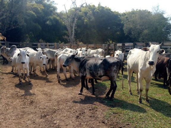 Imagem Chácara com 3 Quartos à Venda, 532 m² em Zona Rural - Cambuí Imagem Chácara com 3 Quartos à Venda, 532 m² em Zona Rural - Cambuí