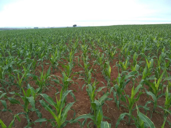 Imagem Fazenda à Venda, 632 m² em Rural - Echaporã