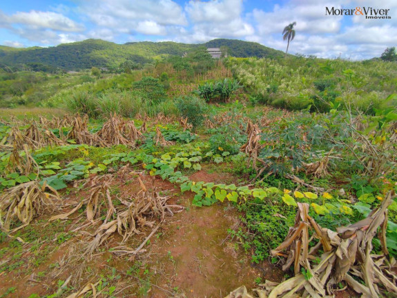 Imagem Chácara à Venda, 3.000 m² em Campestre Da Faxina - São José Dos Pinhais