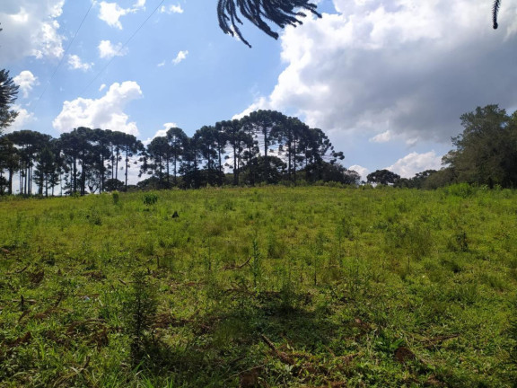 Imagem Terreno à Venda, 5.000 m² em Contenda - São José Dos Pinhais