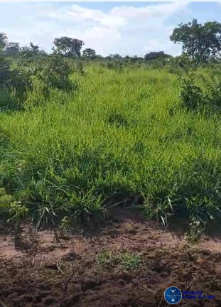 Imagem Fazenda à Venda, 773 m² em Zona Rural - Cocalinho Imagem Fazenda à Venda, 773 m² em Zona Rural - Cocalinho