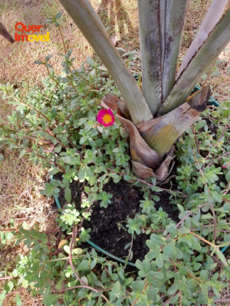 Imagem Imóvel com 3 Quartos à Venda, em Loteamento Terras De Florença - Ribeirão Preto Imagem Imóvel com 3 Quartos à Venda, em Loteamento Terras De Florença - Ribeirão Preto