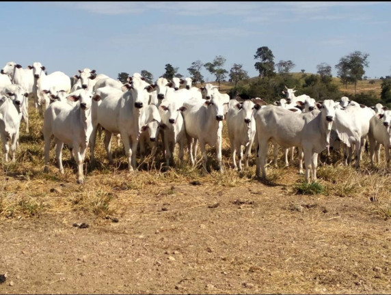 Imagem Fazenda à Venda, 411 m² em Nobres Imagem Fazenda à Venda, 411 m² em Nobres