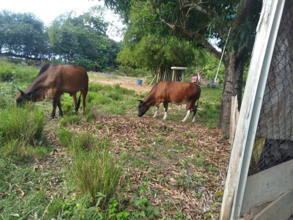 Imagem Terreno à Venda, 8.320 m² em Fonte Limpa - Araruama Imagem Terreno à Venda, 8.320 m² em Fonte Limpa - Araruama