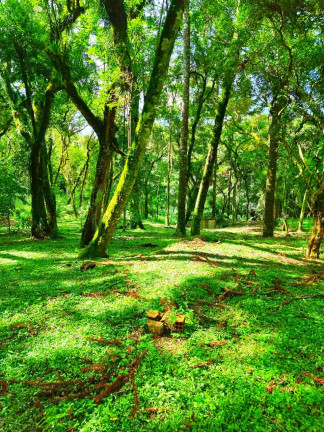 Imagem Chácara com 1 Quarto à Venda, 6.050 m² em Jardim Bela Vista - Balsa Nova