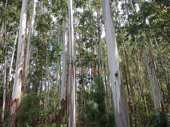 Imagem Chácara com 2 Quartos à Venda, 25.000 m² em Santo Onofre - Viamão