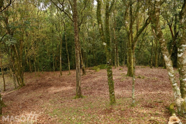 Imagem Chácara à Venda, 30.000 m² em Linha 28 - Gramado Imagem Chácara à Venda, 30.000 m² em Linha 28 - Gramado