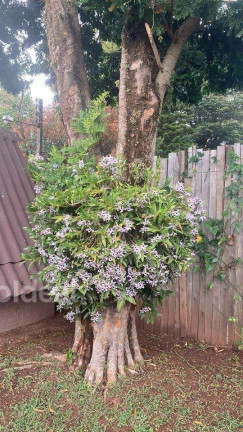 Imagem Fazenda à Venda, 2.500 m² em Sítio Recreio São Judas Thadeu - Lençóis Paulista Imagem Fazenda à Venda, 2.500 m² em Sítio Recreio São Judas Thadeu - Lençóis Paulista