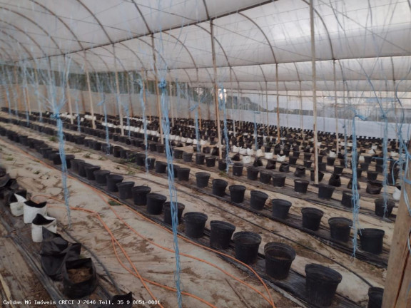 Imagem Chácara com 8 Quartos à Venda, 21.000 m² em Zona Rural - Caldas Imagem Chácara com 8 Quartos à Venda, 21.000 m² em Zona Rural - Caldas