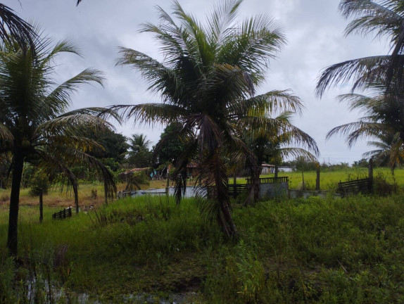 Imagem Chácara com 3 Quartos à Venda, 6.000 m² em Conde Imagem Chácara com 3 Quartos à Venda, 6.000 m² em Conde