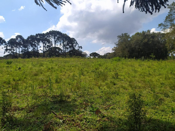 Imagem Terreno à Venda, 5.000 m² em Contenda - São José Dos Pinhais