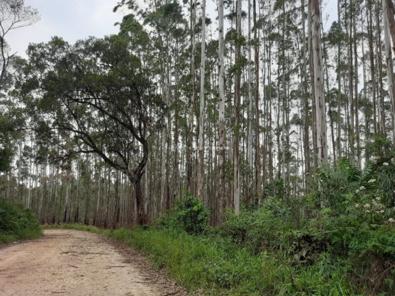 Imagem Fazenda à Venda, 127.997 m² em Pacotuba - Almirante Tamandaré