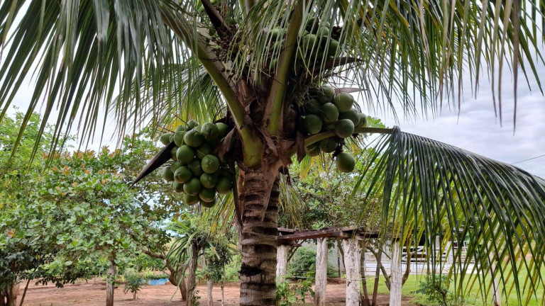 Imagem Fazenda à Venda, 2.400 m² em Paranatinga Imagem Fazenda à Venda, 2.400 m² em Paranatinga
