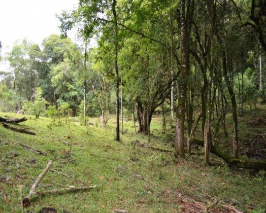 Imagem Imóvel à Venda, em Linha Imperial - Nova Petrópolis Imagem Imóvel à Venda, em Linha Imperial - Nova Petrópolis