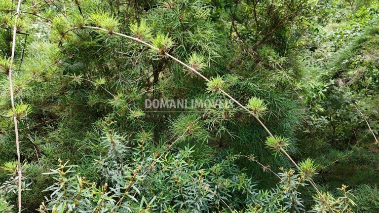 Imagem Terreno à Venda, 1.275 m² em Região Do Parque Pedra Do Baú - Campos Do Jordão Imagem Terreno à Venda, 1.275 m² em Região Do Parque Pedra Do Baú - Campos Do Jordão