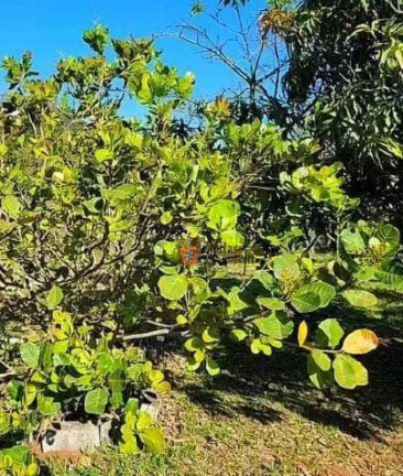 Imagem Chácara com 2 Quartos à Venda, 3.000 m² em Dos Pessegueiros - Extrema