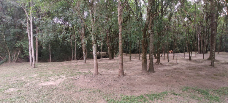 Imagem Chácara com 3 Quartos à Venda, 3.000 m² em Bugre - Balsa Nova
