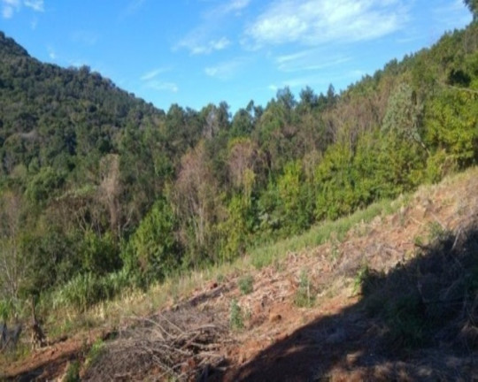 Imagem Imóvel com 3 Quartos à Venda, 65 m² em Fazenda Pirajá - Nova Petrópolis Imagem Imóvel com 3 Quartos à Venda, 65 m² em Fazenda Pirajá - Nova Petrópolis