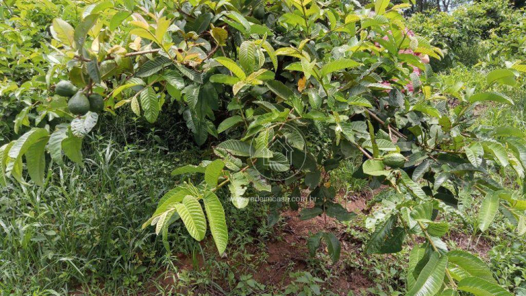 Imagem Fazenda à Venda, 870 m² em Aranha - Brumadinho Imagem Fazenda à Venda, 870 m² em Aranha - Brumadinho