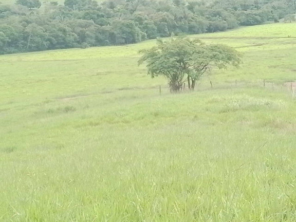Imagem Chácara à Venda, em Cuiabá Imagem Chácara à Venda, em Cuiabá