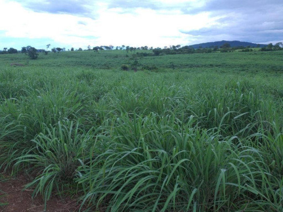 Imagem Fazenda à Venda, 2 m² em Zona Rural - Monte Alegre De Goiás Imagem Fazenda à Venda, 2 m² em Zona Rural - Monte Alegre De Goiás
