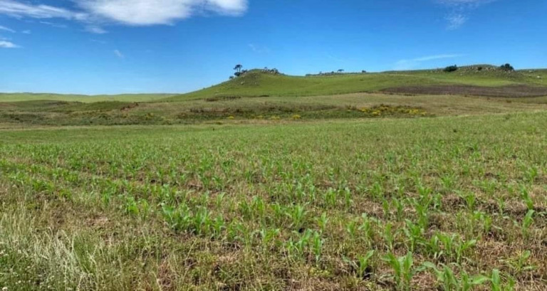 Imagem Fazenda à Venda, 104 m² em Localidade Azulega - Cambara Do Sul Imagem Fazenda à Venda, 104 m² em Localidade Azulega - Cambara Do Sul