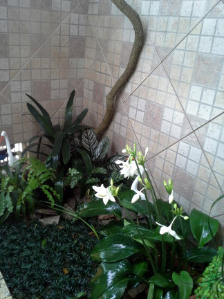 Imagem Casa com 2 Quartos à Venda, em Chácara Paraíso - Nova Friburgo Imagem Casa com 2 Quartos à Venda, em Chácara Paraíso - Nova Friburgo