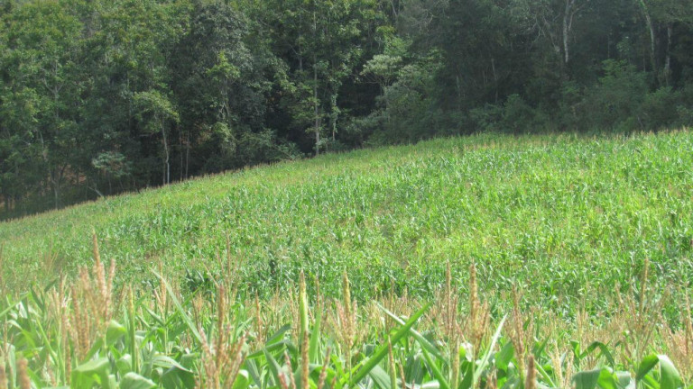 Imagem Terreno à Venda, 120.000 m² em Rural - Concórdia Imagem Terreno à Venda, 120.000 m² em Rural - Concórdia