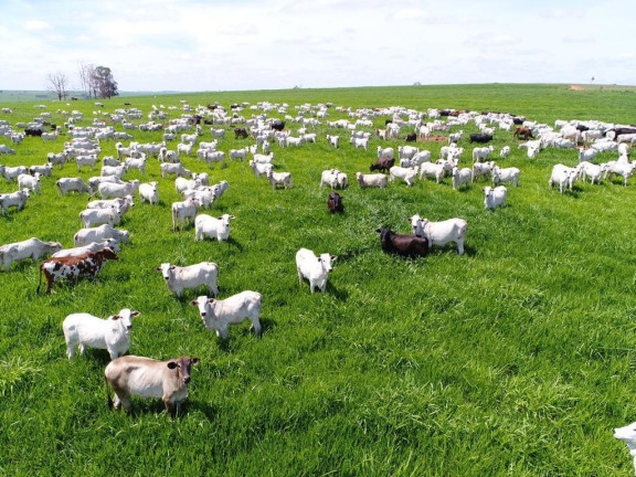 Imagem Fazenda à Venda, 632 m² em Rural - Echaporã