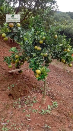 Imagem Chácara com 2 Quartos à Venda, 2.600 m² em Taipas De Pedra - São Roque Imagem Chácara com 2 Quartos à Venda, 2.600 m² em Taipas De Pedra - São Roque