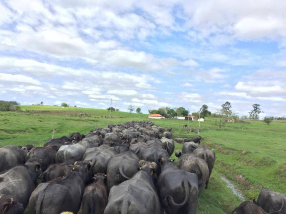 Imagem Chácara à Venda, 123 m² em Tijuco Preto - Santana Do Itararé Imagem Chácara à Venda, 123 m² em Tijuco Preto - Santana Do Itararé