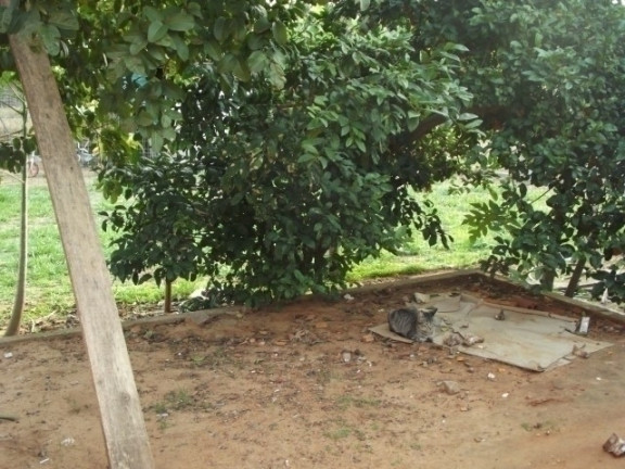 Imagem Casa com 2 Quartos à Venda, 400 m² em águas Claras - Viamão Imagem Casa com 2 Quartos à Venda, 400 m² em águas Claras - Viamão