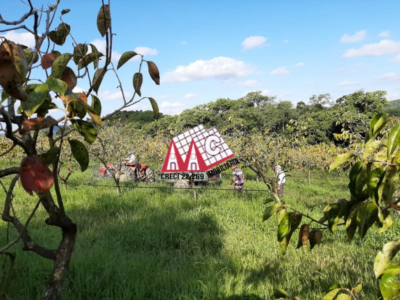 Imagem Imóvel com 3 Quartos à Venda, 310.000 m² em Vila Elvio - Piedade Imagem Imóvel com 3 Quartos à Venda, 310.000 m² em Vila Elvio - Piedade