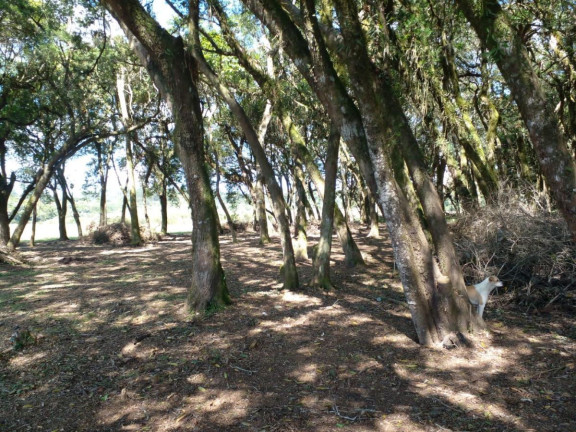 Imagem Terreno à Venda, 20.000 m² em Campo Largo Da Roseira - São José Dos Pinhais Imagem Terreno à Venda, 20.000 m² em Campo Largo Da Roseira - São José Dos Pinhais