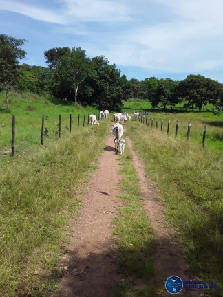 Imagem Fazenda à Venda, 57 m² em Zona Rural - Mozarlândia Imagem Fazenda à Venda, 57 m² em Zona Rural - Mozarlândia