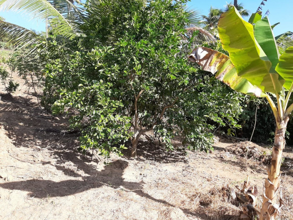 Imagem Imóvel com 1 Quarto à Venda, 2.000 m² em Diogo - Mata De São João Imagem Imóvel com 1 Quarto à Venda, 2.000 m² em Diogo - Mata De São João