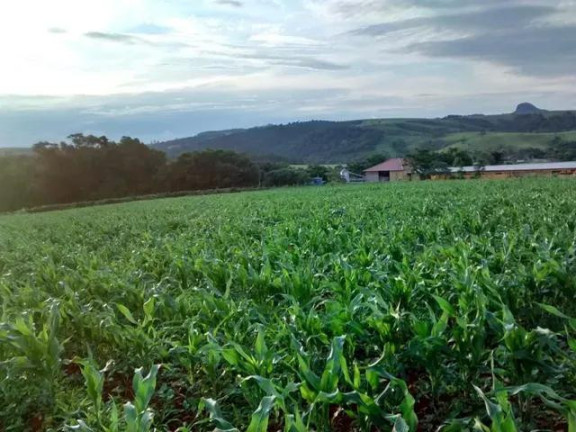 Imagem Imóvel com 2 Quartos à Venda, 96.800 m² em Rural - Japira Imagem Imóvel com 2 Quartos à Venda, 96.800 m² em Rural - Japira