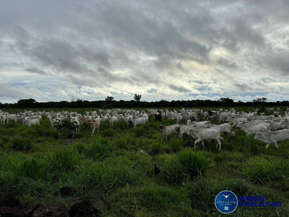 Imagem Fazenda à Venda, 117 m² em Zona Rural - Jussara Imagem Fazenda à Venda, 117 m² em Zona Rural - Jussara