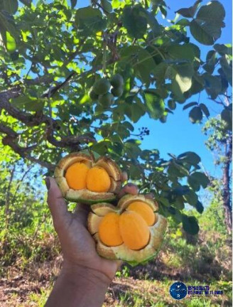 Imagem Chácara à Venda, 55 m² em Zona Rural - Piracanjuba Imagem Chácara à Venda, 55 m² em Zona Rural - Piracanjuba