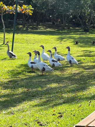Imagem Terreno em Condomínio à Venda, 480 m² em Alto Do Cardoso - Pindamonhangaba Imagem Terreno em Condomínio à Venda, 480 m² em Alto Do Cardoso - Pindamonhangaba