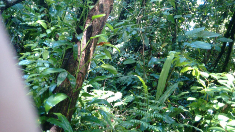 Imagem Terreno à Venda, 300.000 m² em Maresias - São Sebastião