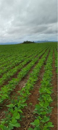 Imagem Fazenda à Venda, 18 m² em Zona Rural - Niquelândia Imagem Fazenda à Venda, 18 m² em Zona Rural - Niquelândia