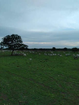 Imagem Fazenda à Venda, 1.100 m² em Zona Rural - Jangada Imagem Fazenda à Venda, 1.100 m² em Zona Rural - Jangada