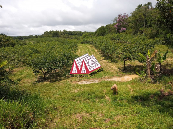 Imagem Imóvel com 3 Quartos à Venda, 310.000 m² em Vila Elvio - Piedade Imagem Imóvel com 3 Quartos à Venda, 310.000 m² em Vila Elvio - Piedade