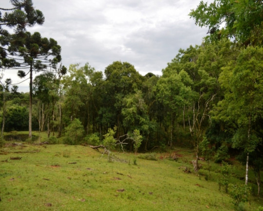 Imagem Imóvel à Venda, em Linha Imperial - Nova Petrópolis Imagem Imóvel à Venda, em Linha Imperial - Nova Petrópolis