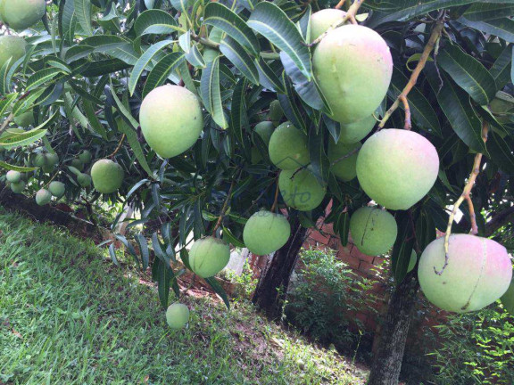 Imagem Fazenda à Venda, 3.800 m² em Vertentes Do Mamonal - Pirassununga Imagem Fazenda à Venda, 3.800 m² em Vertentes Do Mamonal - Pirassununga