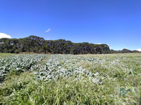 Imagem Terreno à Venda, 43.000 m² em Campo Largo Da Roseira - São José Dos Pinhais
