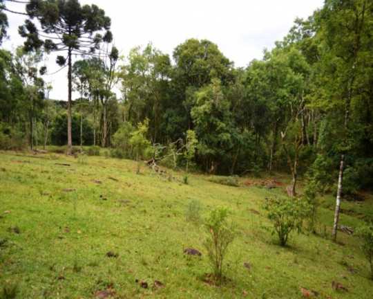 Imagem Imóvel à Venda, em Linha Imperial - Nova Petrópolis Imagem Imóvel à Venda, em Linha Imperial - Nova Petrópolis