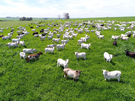 Imagem Fazenda à Venda, 632 m² em Rural - Echaporã