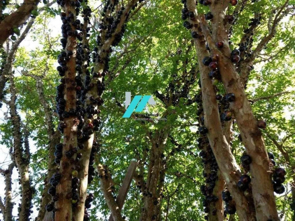 Imagem Fazenda à Venda, 7.000 m² em Caio Martins - Esmeraldas Imagem Fazenda à Venda, 7.000 m² em Caio Martins - Esmeraldas